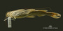 Megalonema punctatum FMNH 7577 holo v